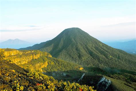 Flora dan Fauna di Gunung Gunung Gede Jawa Barat